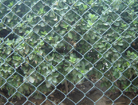 Greening Chain Link Fence